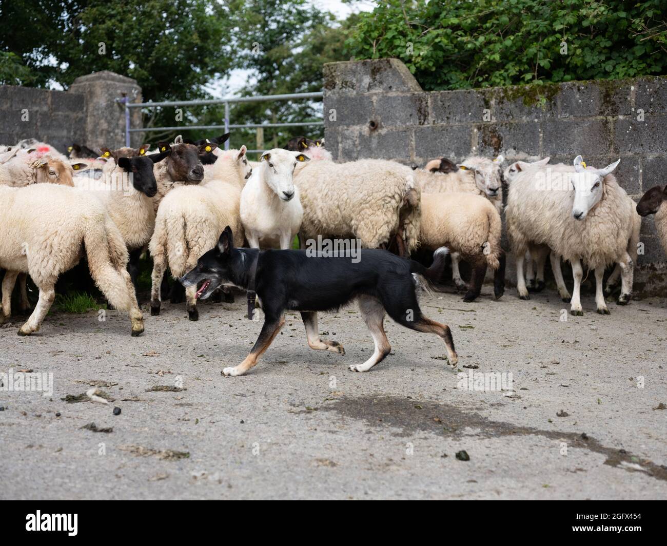 Cane da pastore e pecore immagini e fotografie stock ad alta