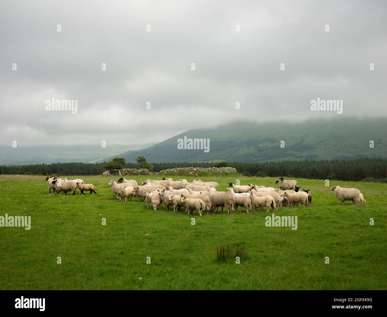 Un gregge di pecore in un campo a Sligo, in Irlanda. Foto Stock