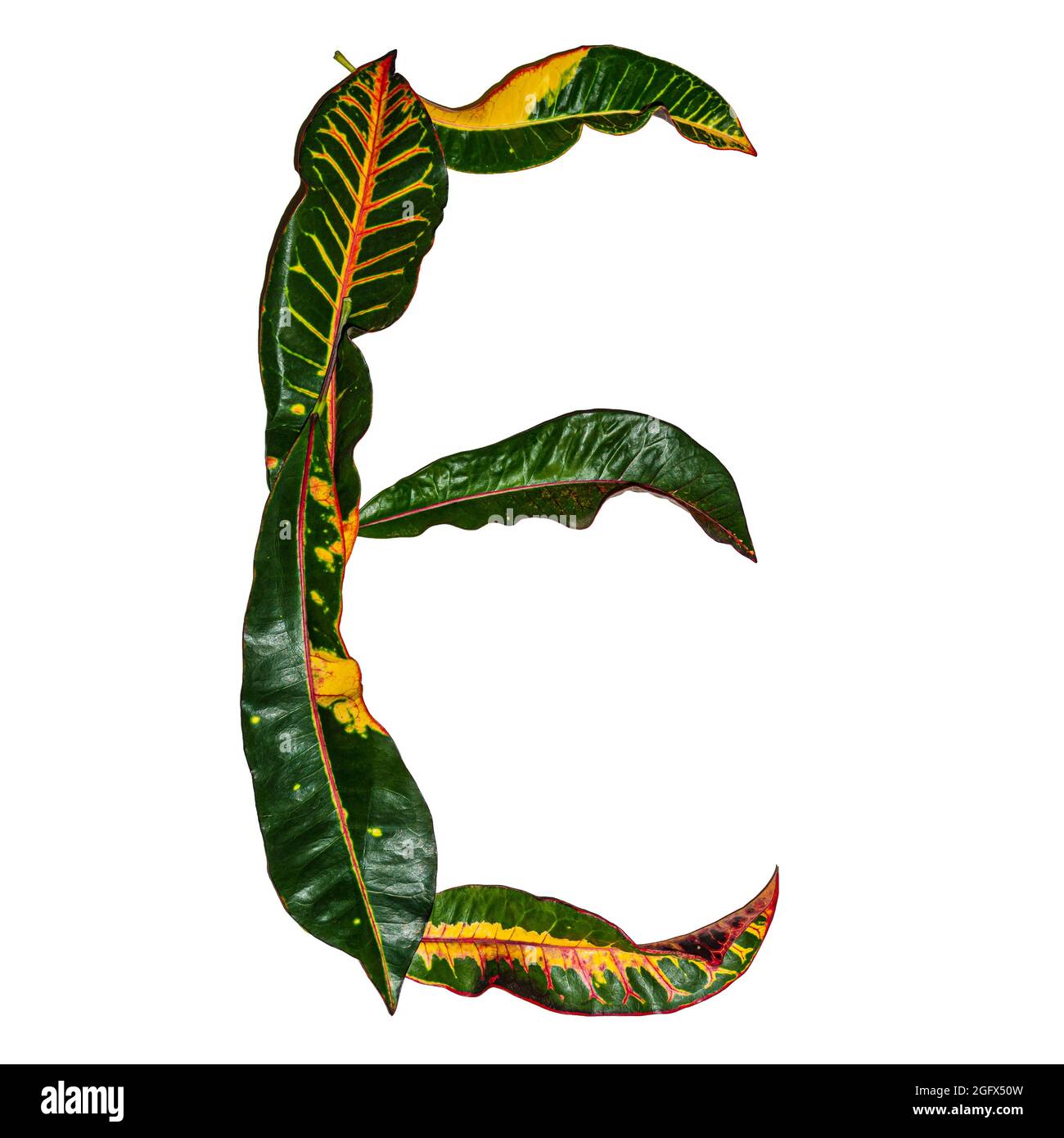 La lettera 'e' disegnata in foglie di croston colorate isolate su sfondo bianco Foto Stock