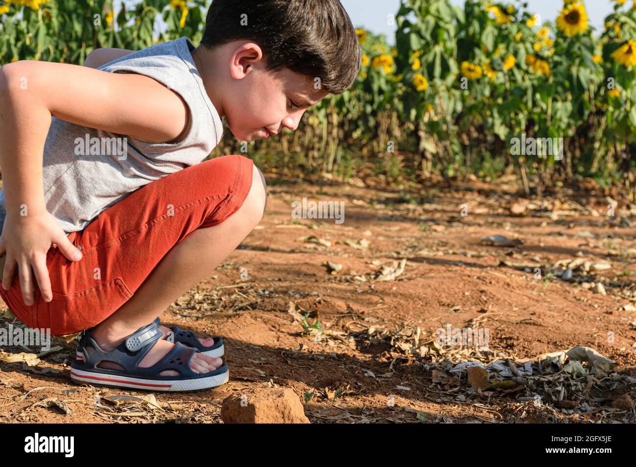 Bambino brasiliano di 8 anni che gioca nella sabbia in un crouch. Sullo sfondo una piantagione di girasole. Foto Stock