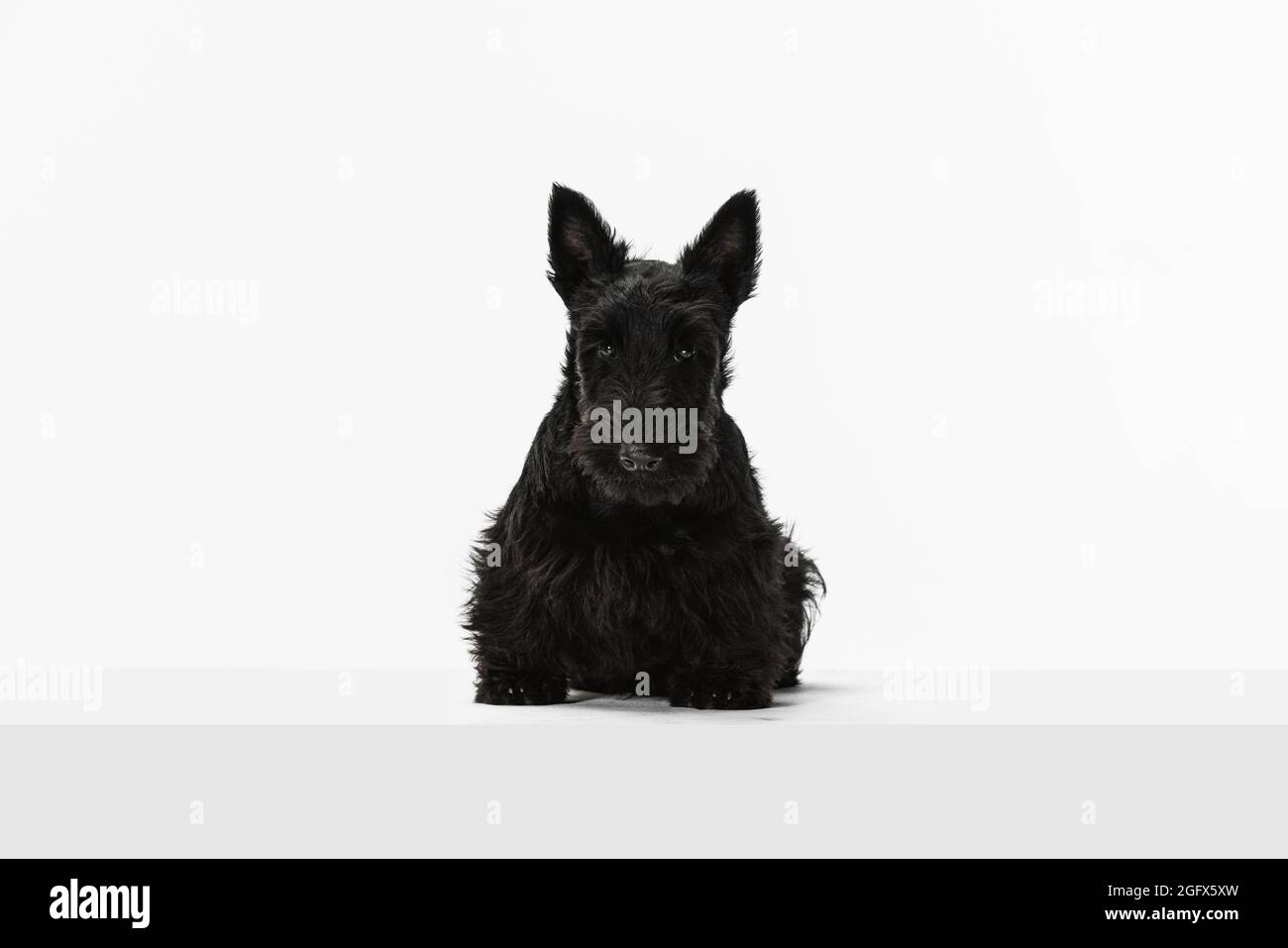 Ritratto di divertente nero Scotch terrier isolato su sfondo bianco studio. Concetto di movimento, azione, stile di vita attivo, vita animale, cura Foto Stock