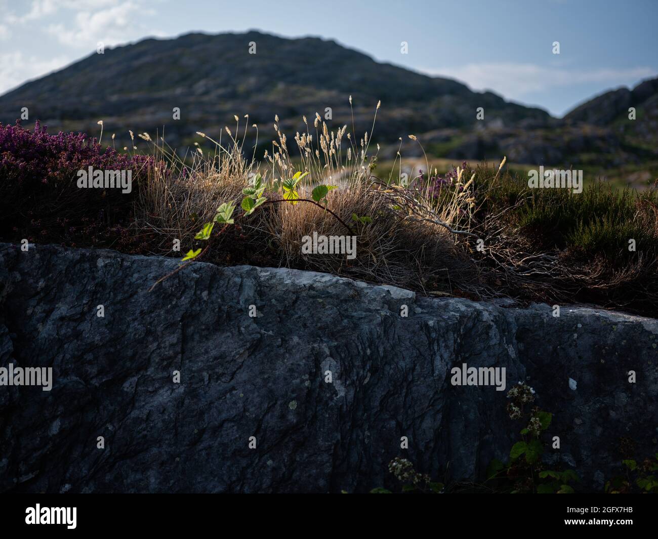 Piante selvatiche sulla strada nella contea di Kerry, Irlanda Foto Stock