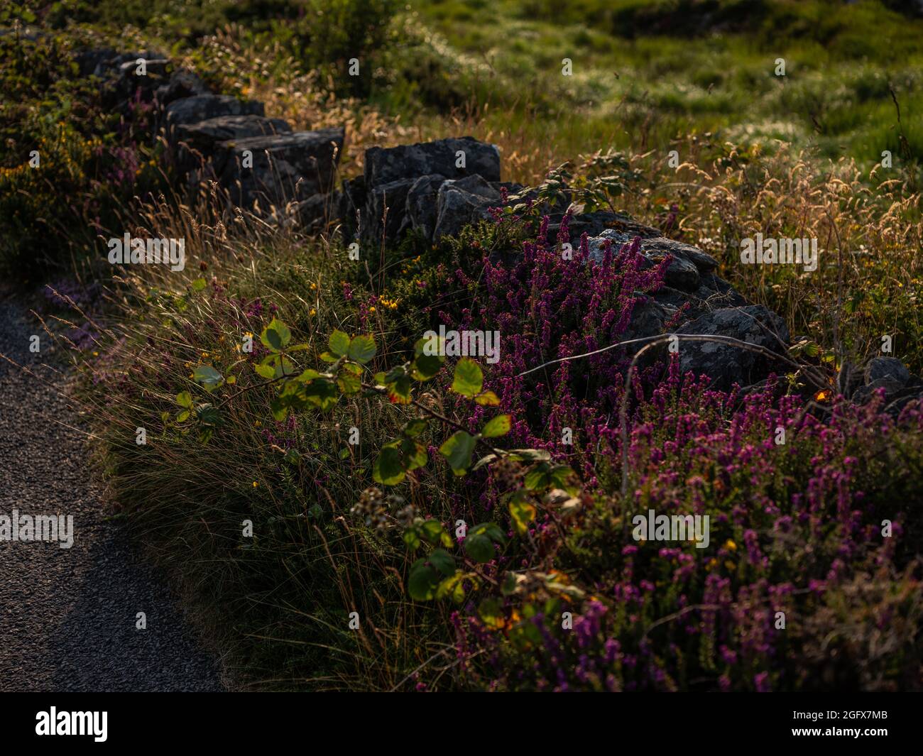 Piante selvatiche sulla strada nella contea di Kerry, Irlanda Foto Stock