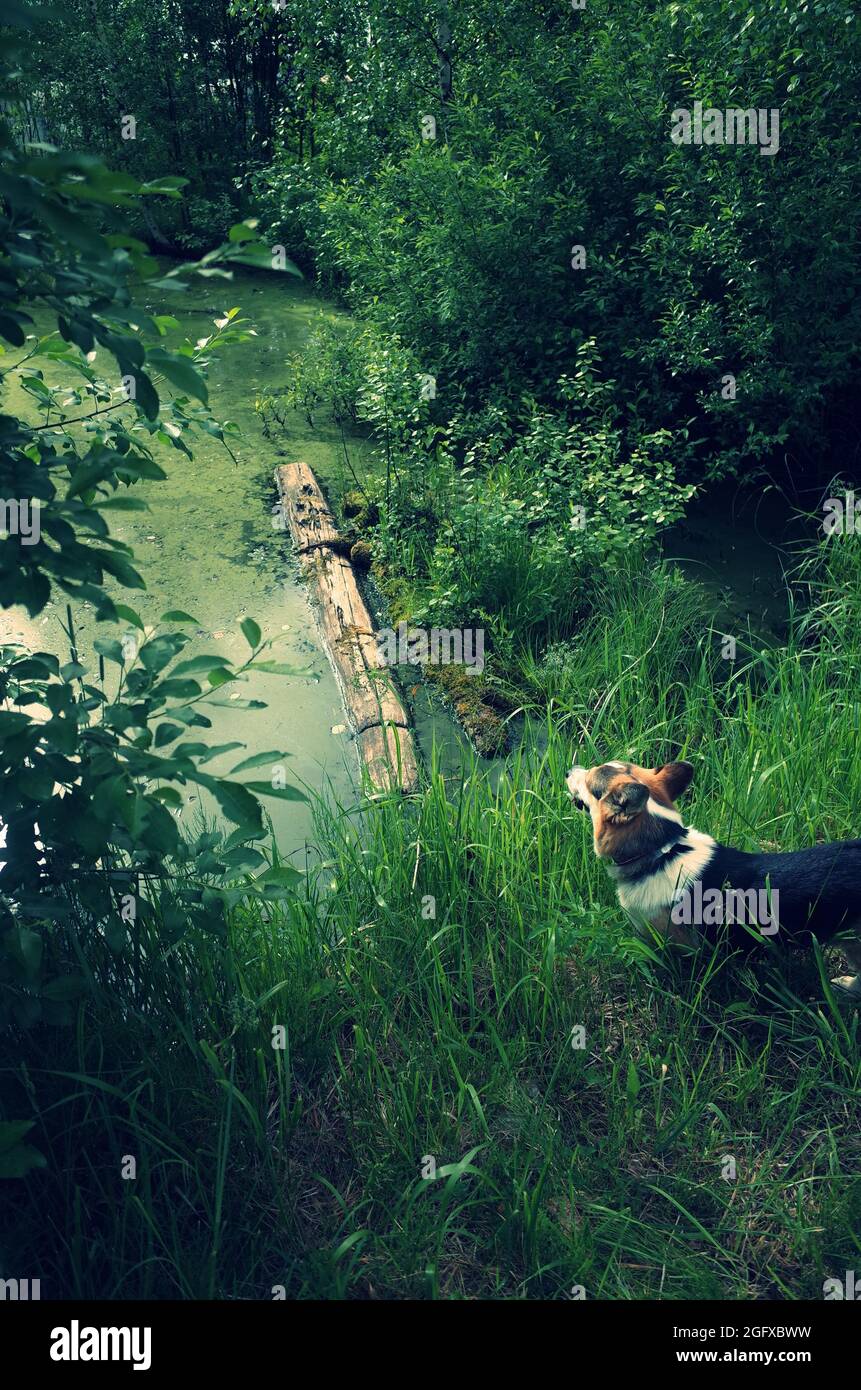 Nel profondo del lago boschivo circondato da alberi, tronchi galleggianti, luce misteriosa, cane guardando il lago Foto Stock