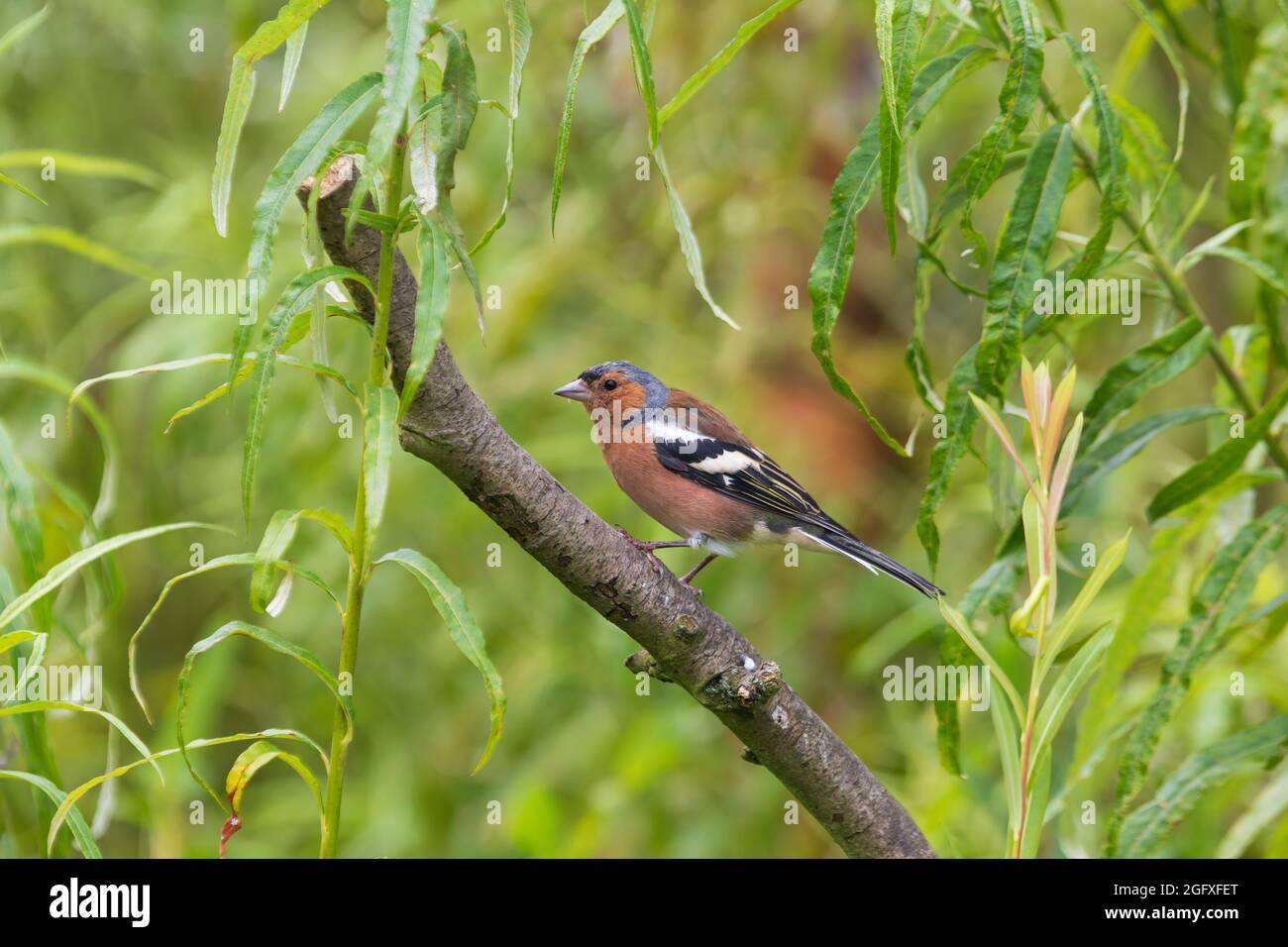 Maschio Chaffinch appollò su un ramo di albero Foto Stock