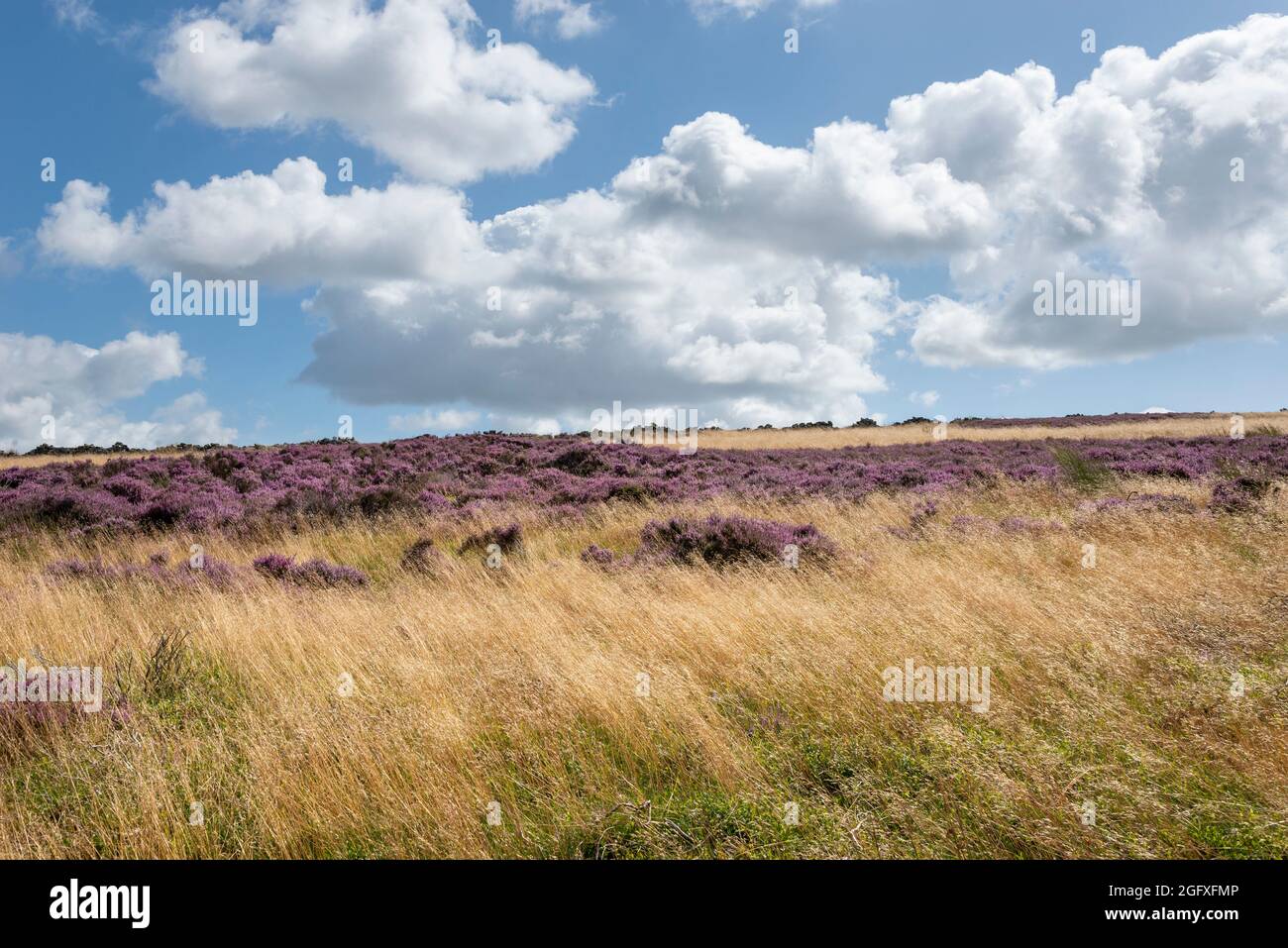 Colori estivi su Bambford Moor nel Peak District. Erica viola combinata con erbe dorate. Foto Stock