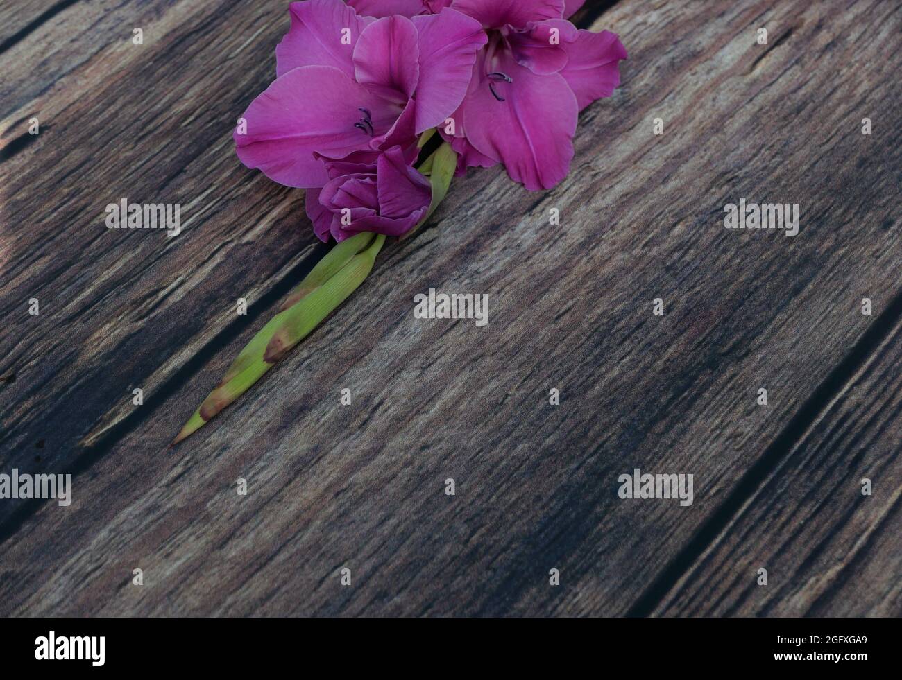 Primo piano di fiori rosa profondi di gladioli e germoglio verde su sfondo di legno Foto Stock