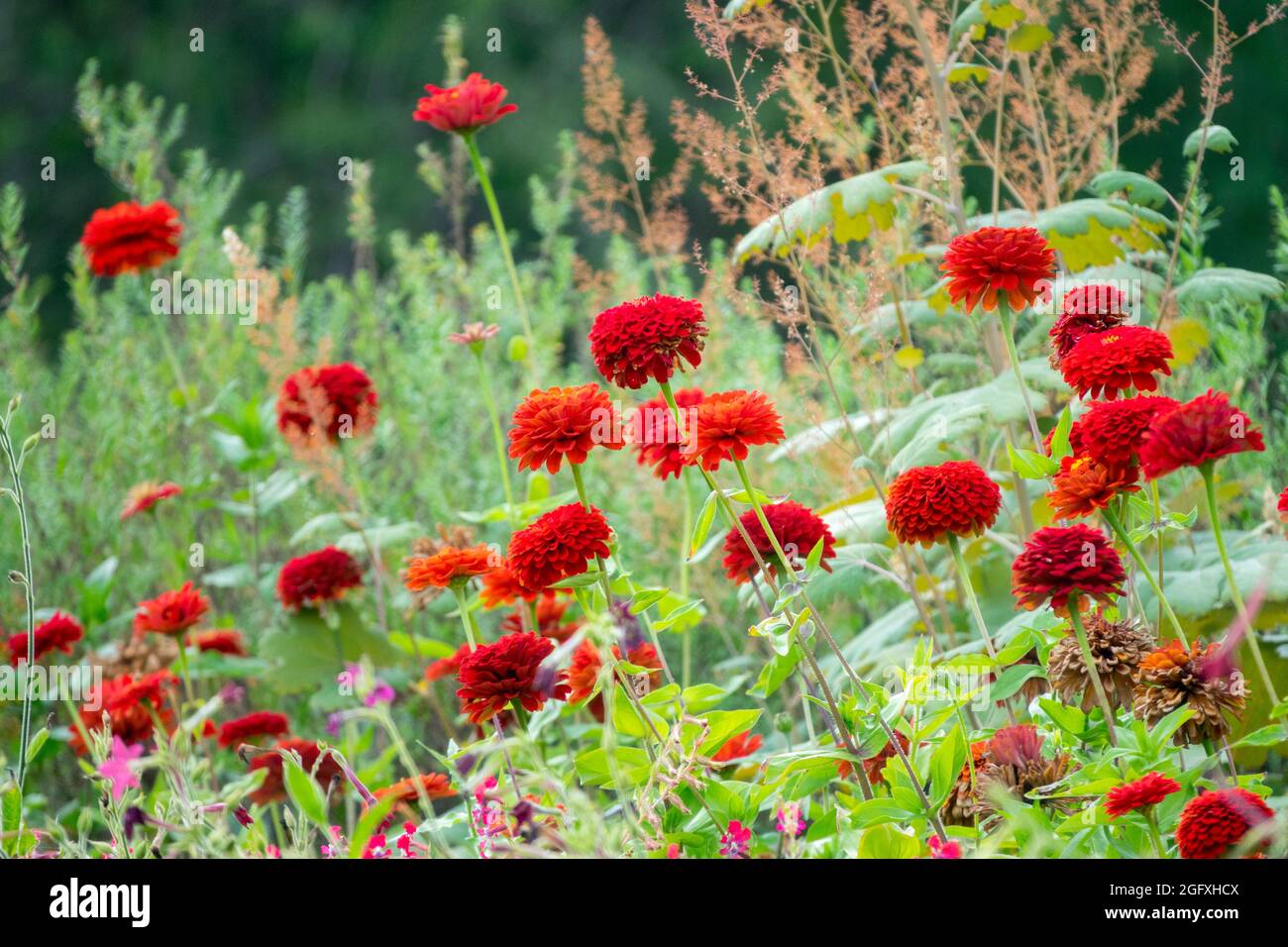 Letto di fiori da giardino di fine estate, Red Zinnias Foto Stock