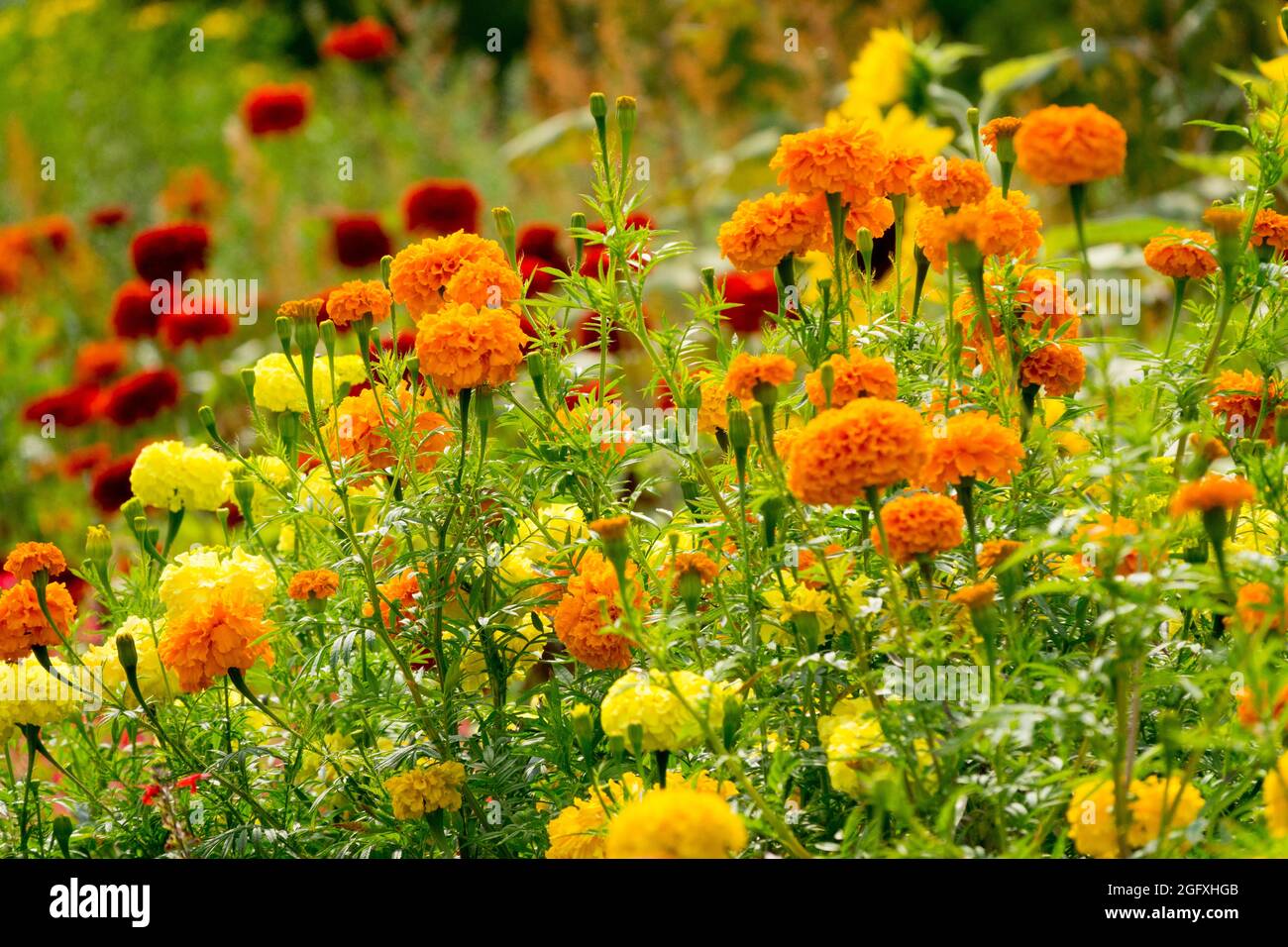 Giardino fine estate Orange Tagetes erecta marigolds Zinnie rosse Foto Stock