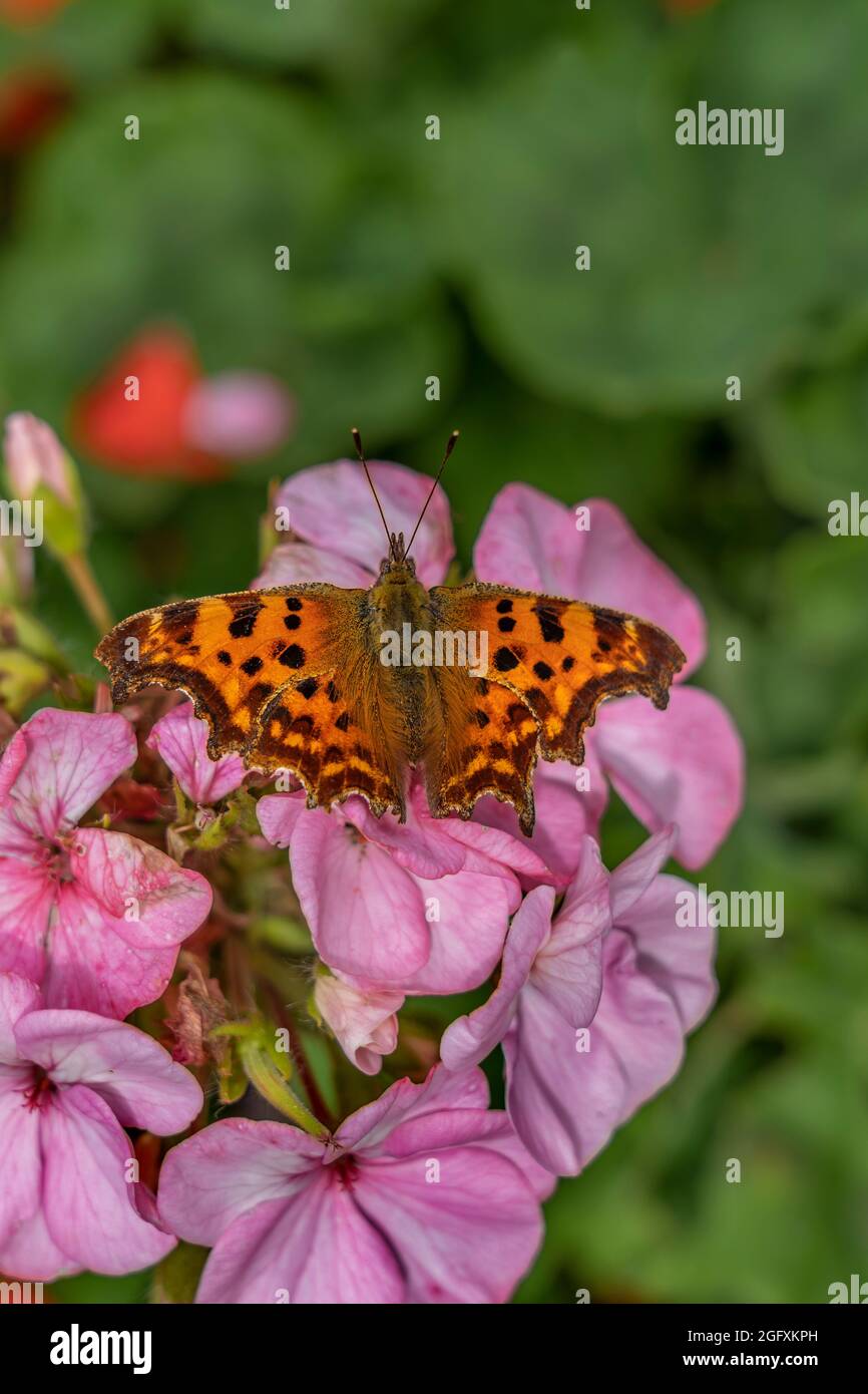 UNA FARFALLA VIRGOLA CHE ALIMENTA SU UN GERANIO Foto Stock