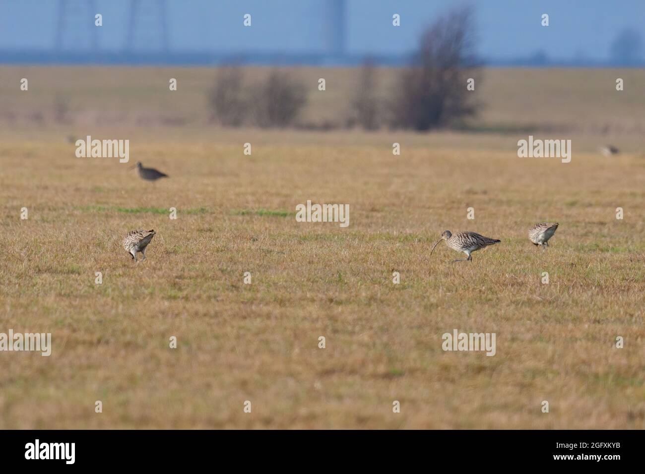 Curlew eurasiatico (Numenius arquata) in cerca di cibo in un campo vicino alle paludi di Elmley Foto Stock