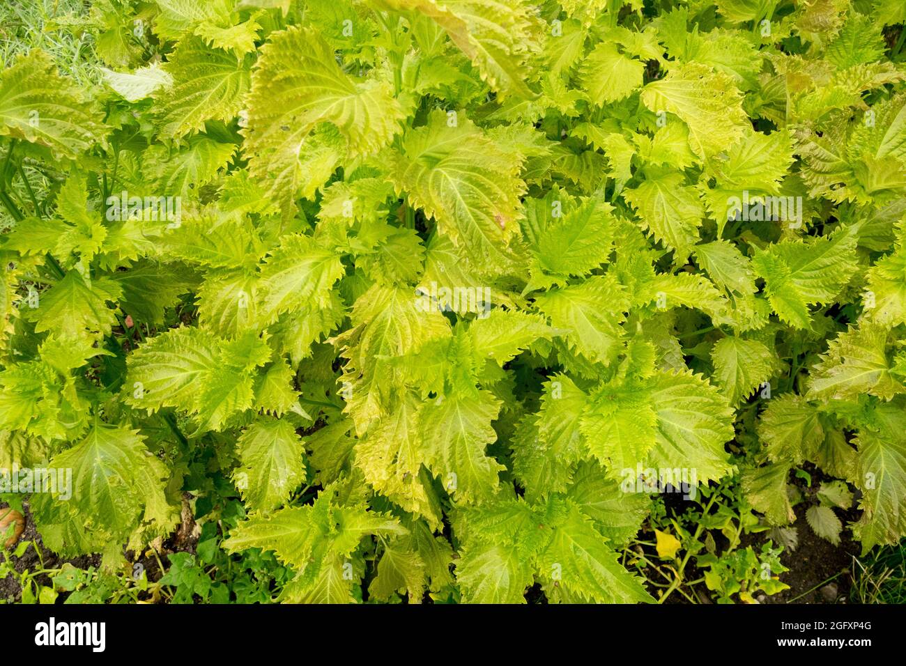 Perilla Frutescens erba Shiso giardino, basilico cinese, Beefsteak pianta verdure a foglia Foto Stock