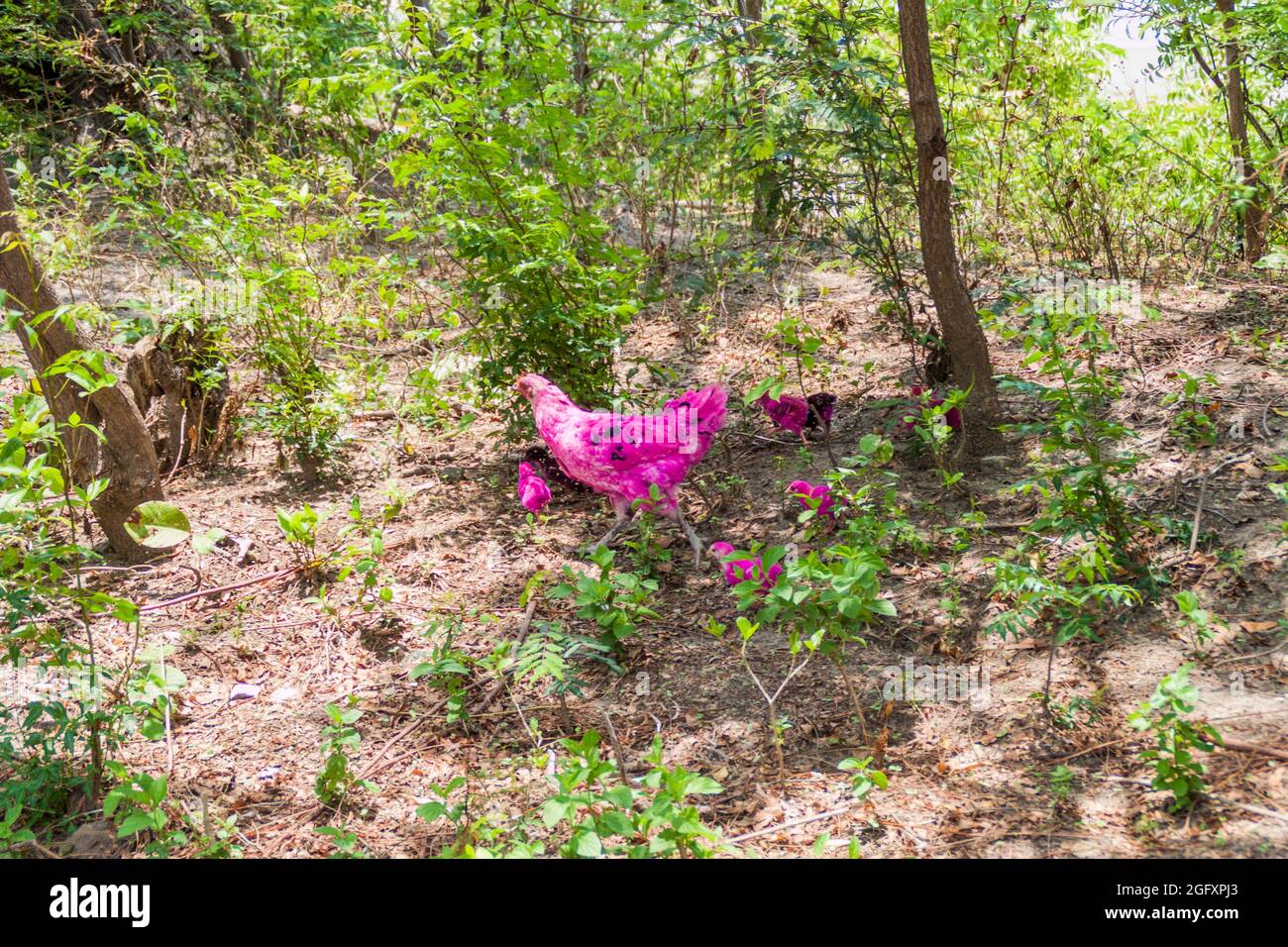 Gallina rosa e polli sull'isola di Ometepe, Nicaragua Foto Stock