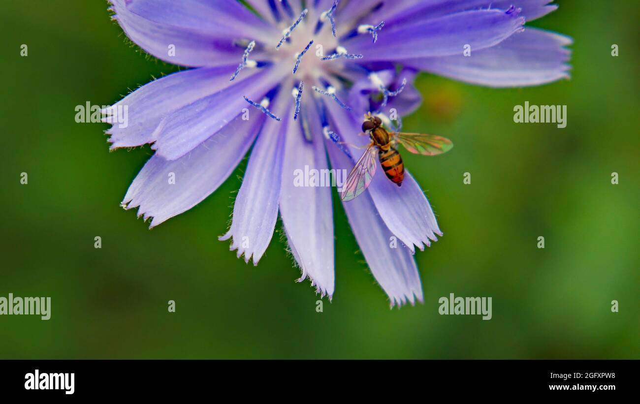 Primo piano di una mosca hover che raccoglie nettare dal fiore blu su una pianta di cicoria selvaggia che cresce in un prato con uno sfondo sfocato verde. Foto Stock