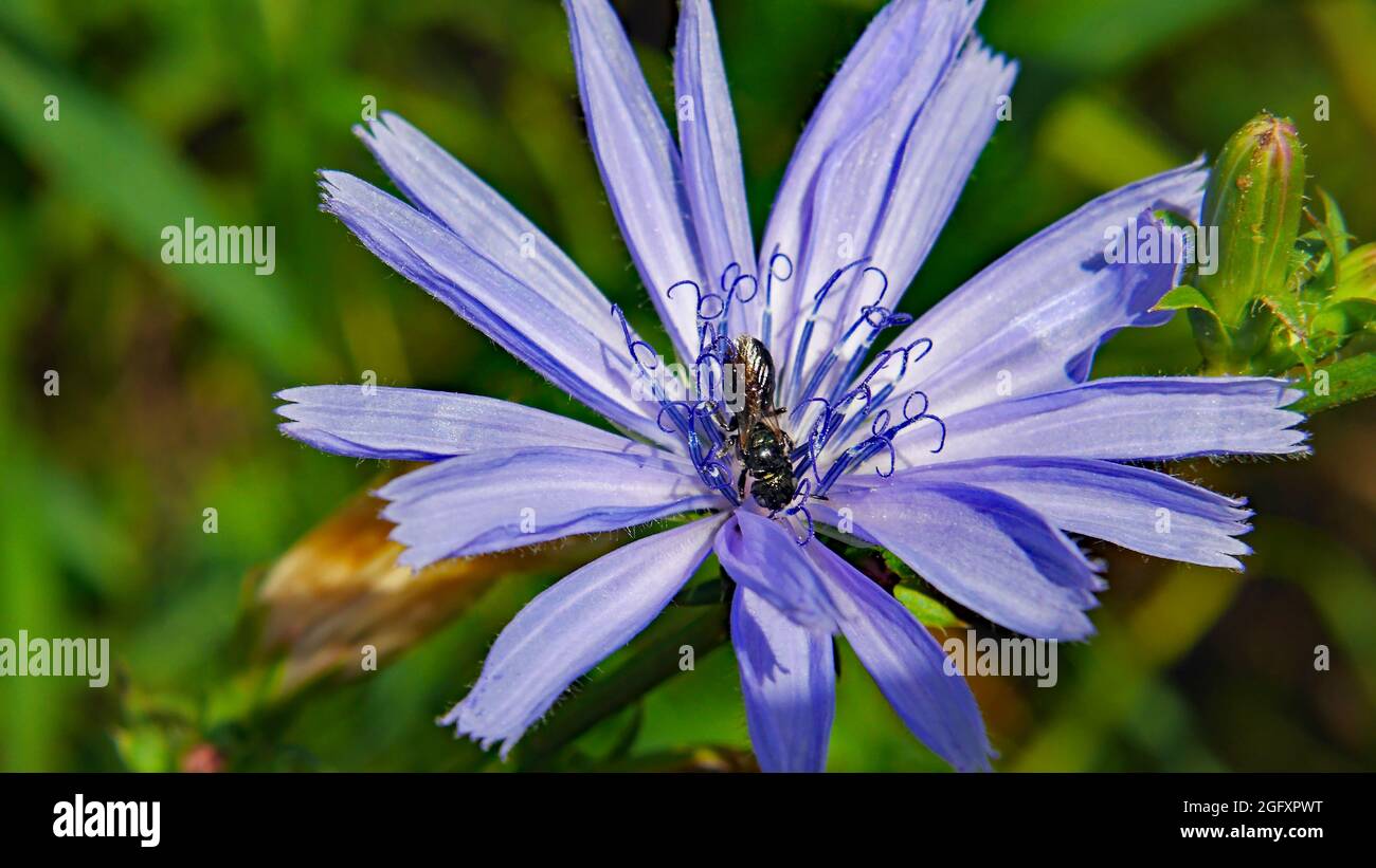 Primo piano di una mosca hover che raccoglie nettare dal fiore blu su una pianta di cicoria selvaggia che cresce in un prato con uno sfondo sfocato verde. Foto Stock