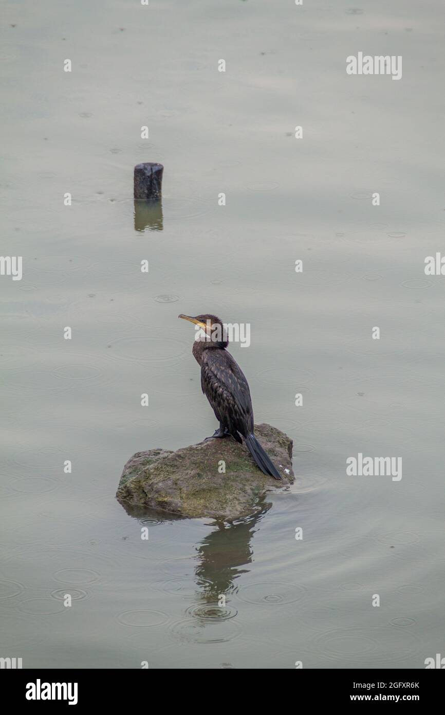 Cormorano neotropico Phalacrocorax brasilianus al fiume San Juan, Nicaragua Foto Stock