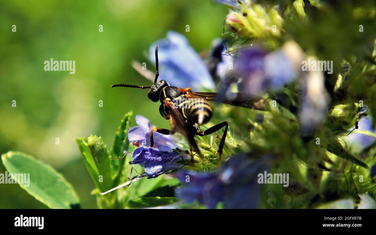 Primo piano di una vespa di carta settentrionale che raccoglie nettare dai fiori blu su una pianta bugloss di vipera in un prato. Foto Stock