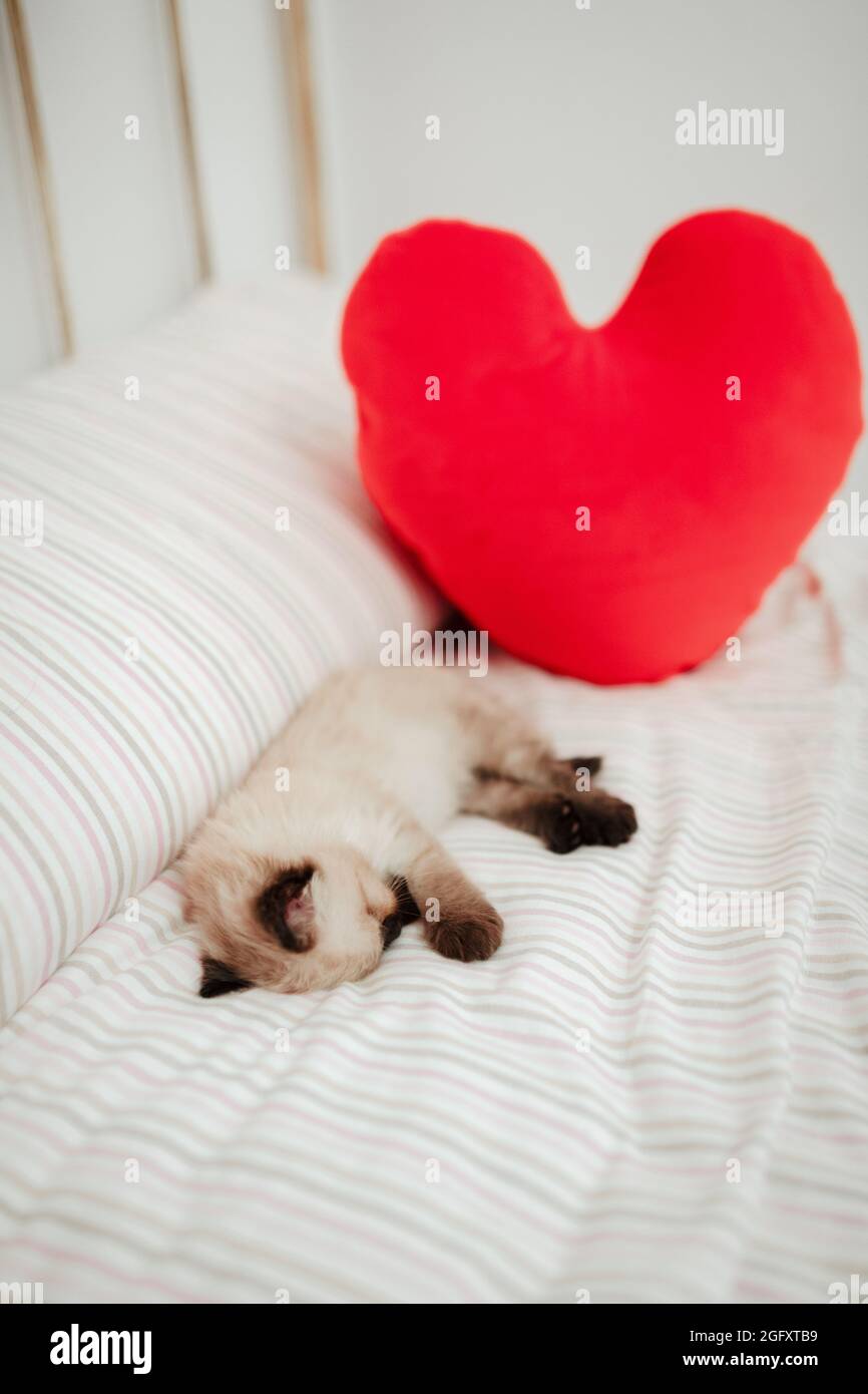 Carino gattino bianco con le orecchie nere è strappato in su in un letto bianco che dorme con una figura di cuore ripiena Foto Stock