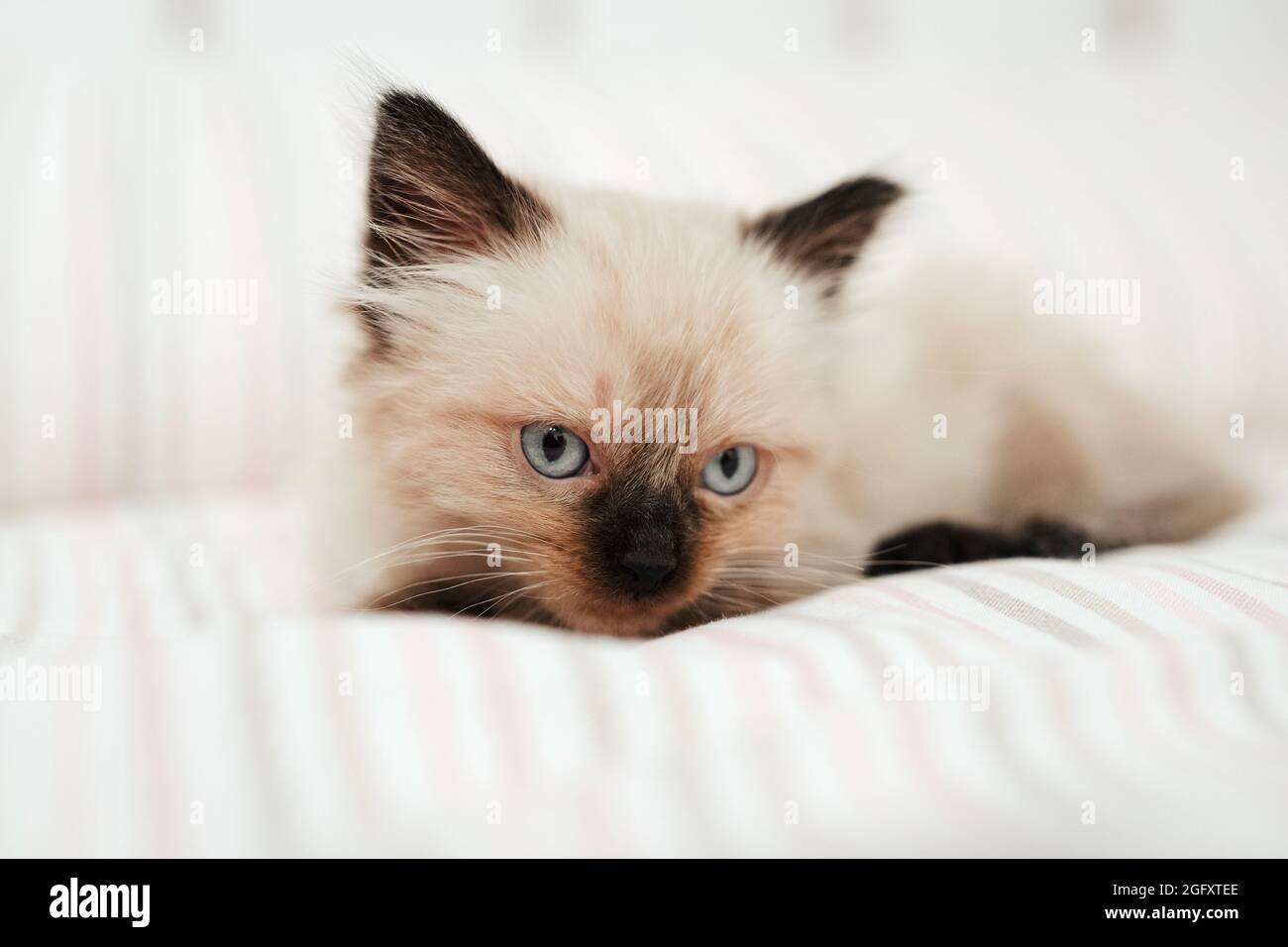 Carino gattino bianco con le orecchie nere è strappato in su in un letto bianco mentre tenta di dormire. Gatto animale domestico guardando la macchina fotografica Foto Stock