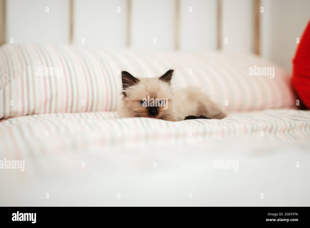 Carino gattino bianco con le orecchie nere è strappato in su in un letto bianco mentre cerca di dormire e guardare la macchina fotografica. Foto Stock