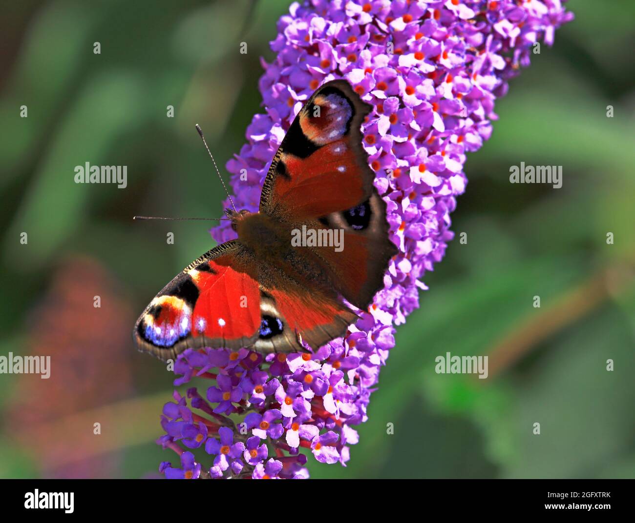 Una farfalla di Peacock, Nymphalis io, con ali aperte che si aggettano su un cespuglio di Buddleia in un giardino a Hellesdon, Norfolk, Inghilterra, Regno Unito. Foto Stock