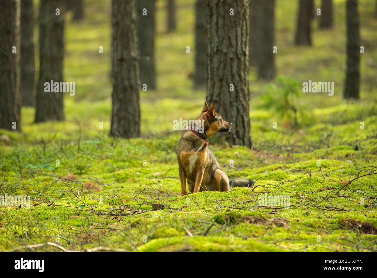 Cane nero brunastro seduto su muschio verde in una pineta. Foto Stock