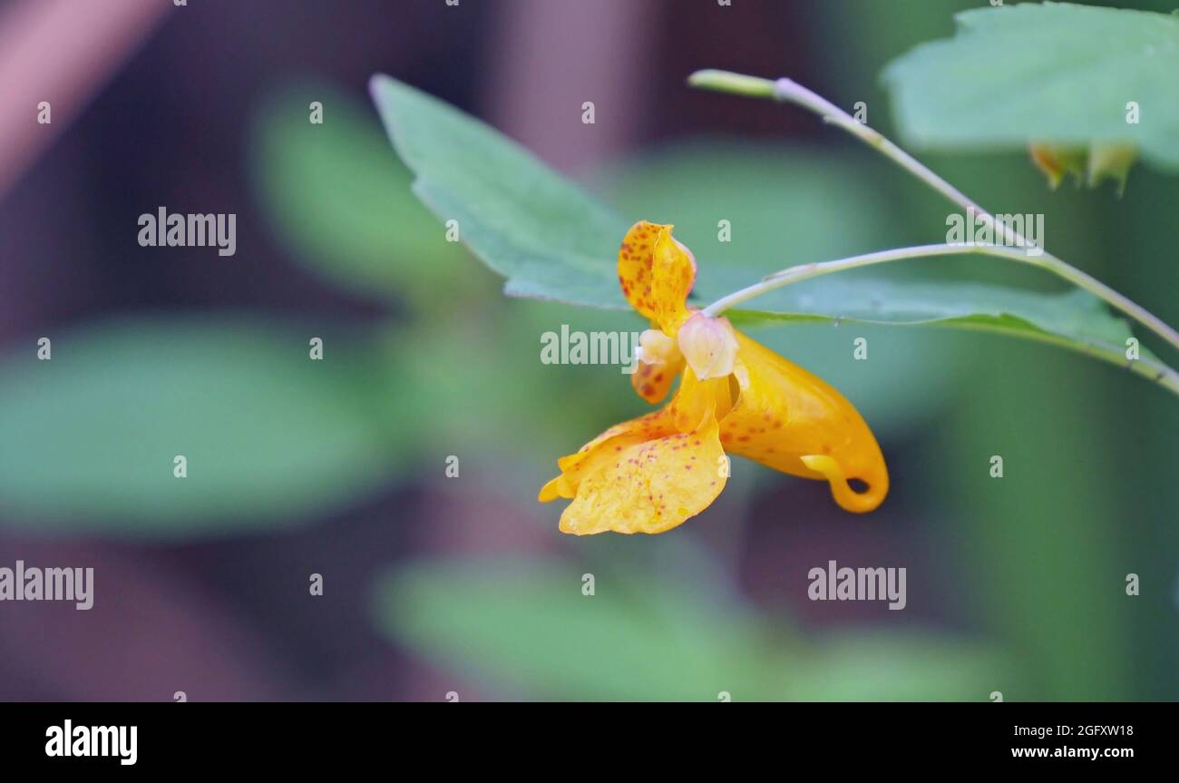 OLYMPUS FOTOCAMERA DIGITALE - primo piano del giallo e arancione macchia fiore su un touch-me-non pianta che cresce in un campo. Foto Stock