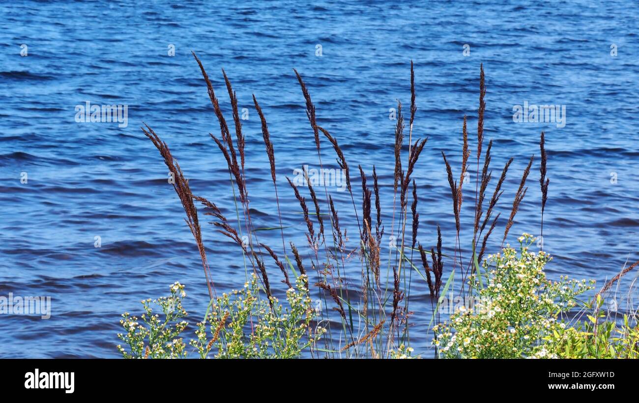 OLYMPUS FOTOCAMERA DIGITALE - primo piano delle alte piante di bentgrass Spike che crescono sul bordo del fiume Ottawa con l'acqua sullo sfondo. Foto Stock