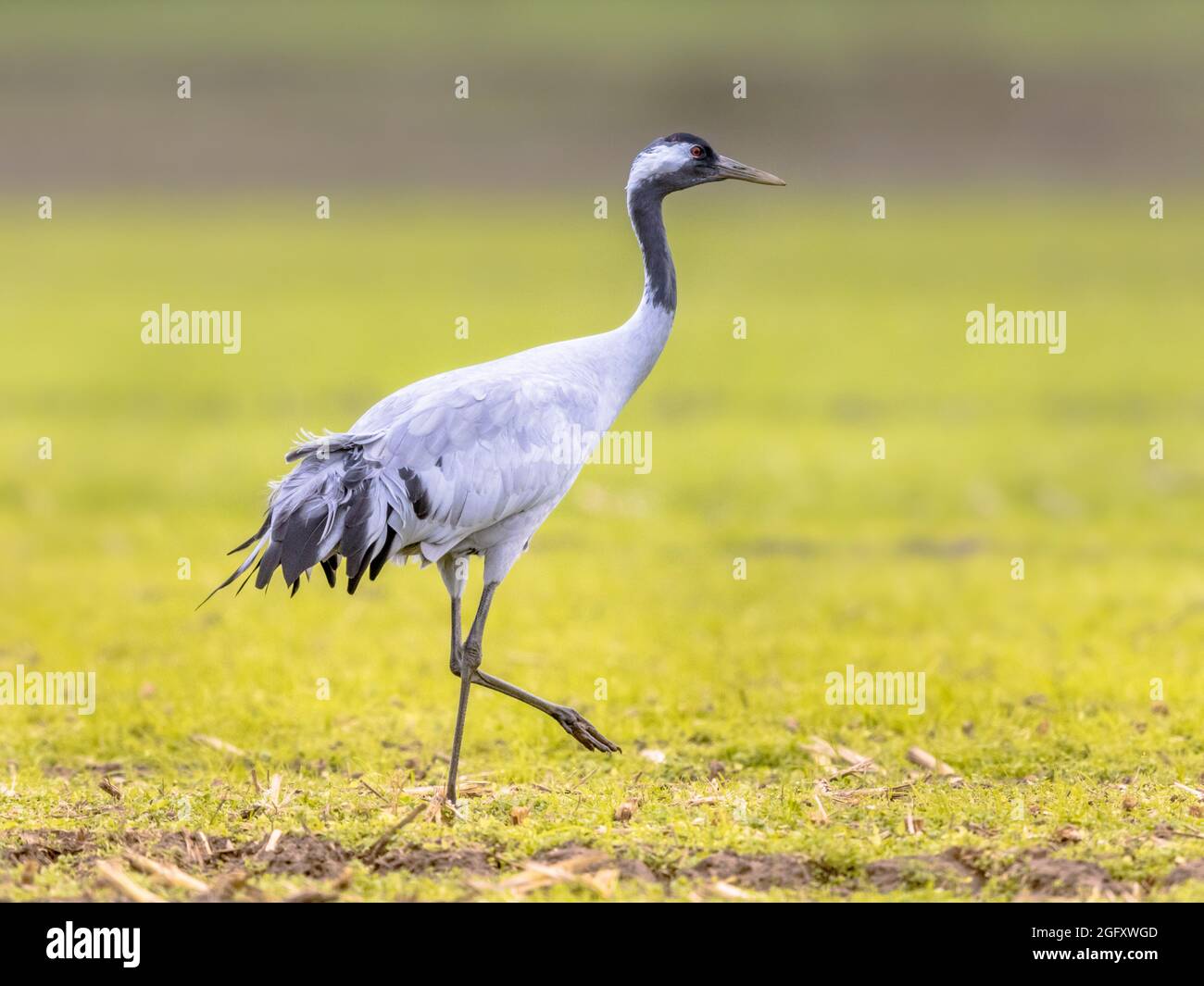 Gru comune (Grus grus) grandi uccelli migratori che camminano in campo agricolo. Scena della fauna selvatica in natura d'Europa. Paesi Bassi Foto Stock