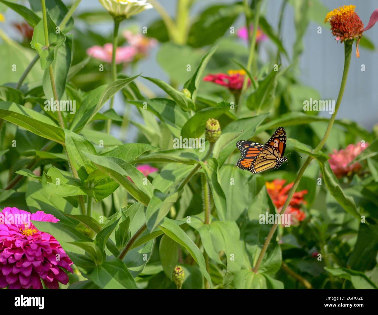 Farfalla monarca in volo Foto Stock