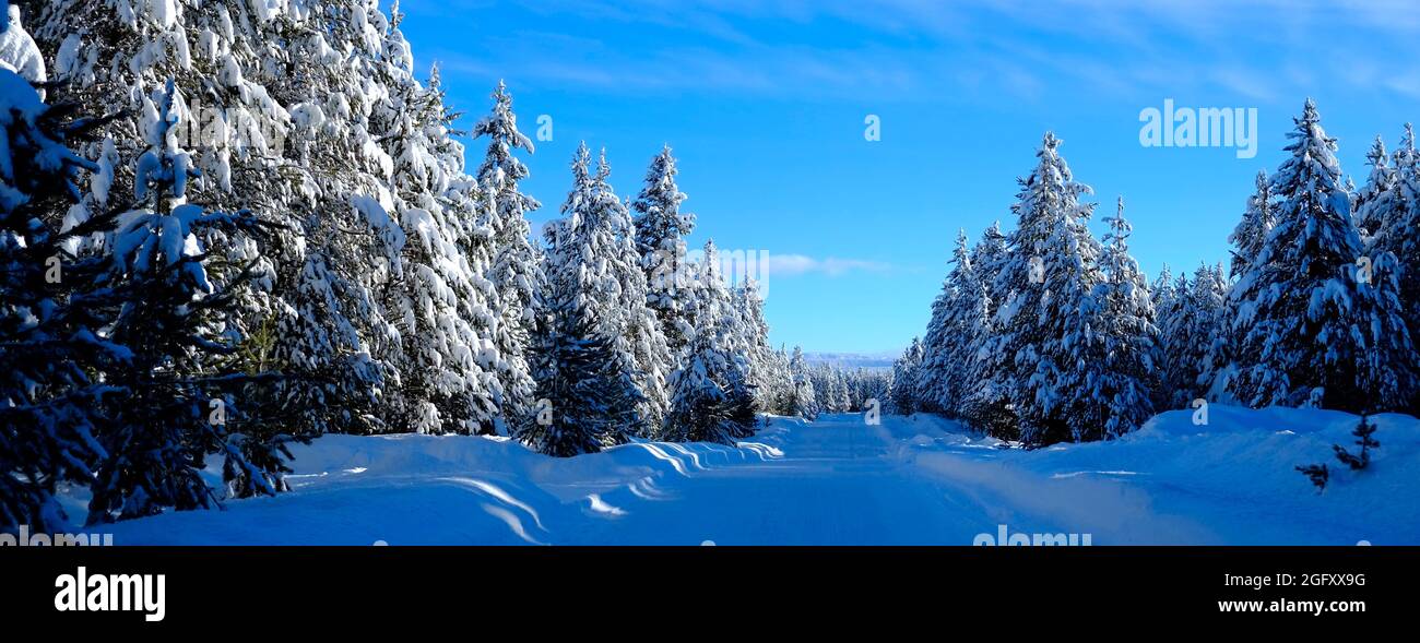 Scena invernale di boschi innevati alberi di pino con shunshine e cielo blu Foto Stock