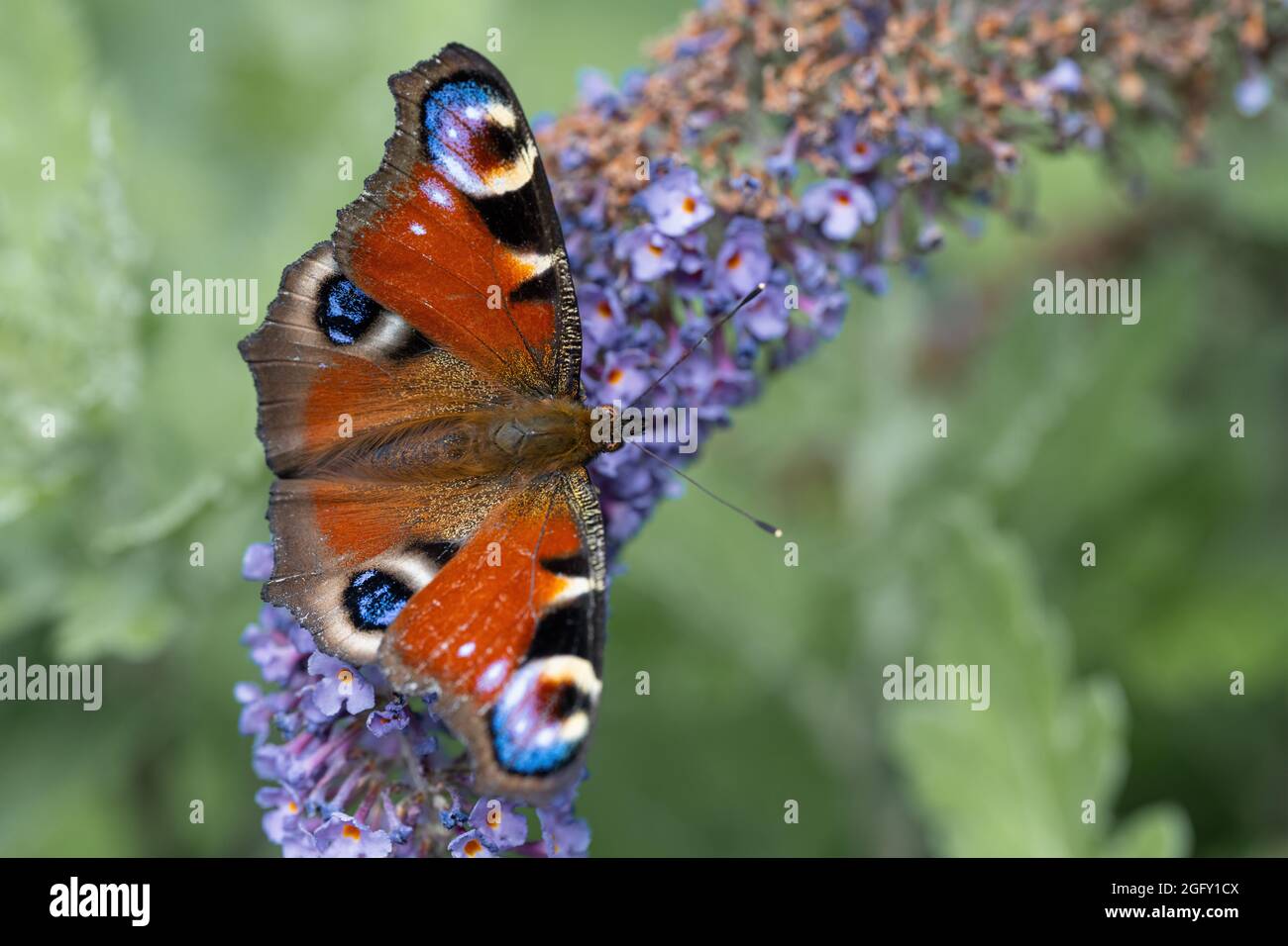 Farfalla seduta in un prato su un fiore. Foto Stock