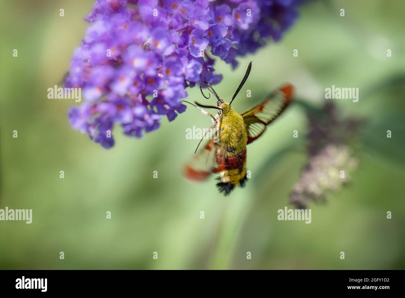 Honeysuckle afferra nettare da un fiore in volo. Foto Stock
