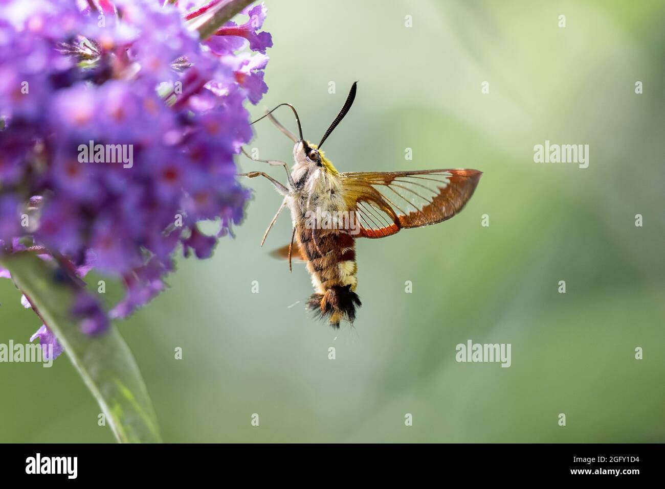 Honeysuckle afferra nettare da un fiore in volo. Foto Stock