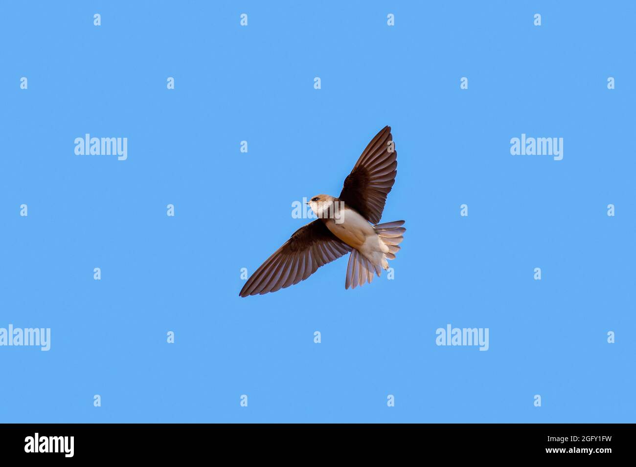 Sabbia europeo Martin / Banca swallow / sabbia a collare martin (Riparia Riparia / Hirundo riparia) in volo contro il cielo blu Foto Stock