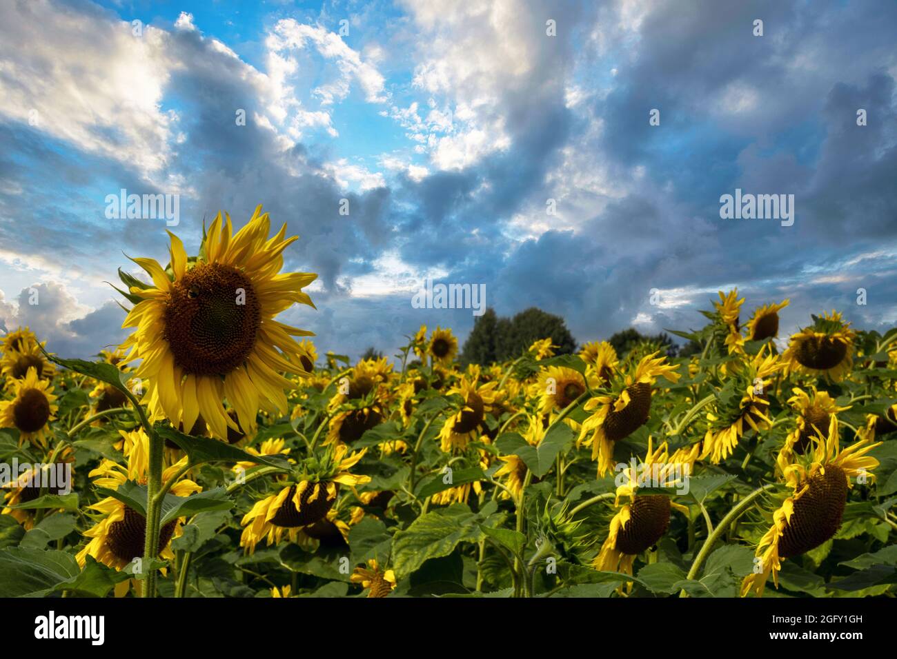 Campo pieno di girasoli e cielo blu sopra di loro. Foto Stock