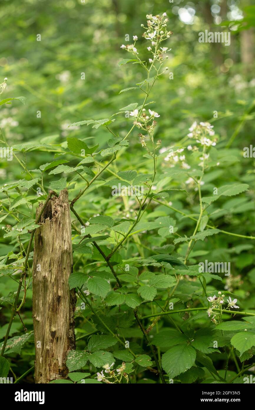 Macchia di mora selvaggia in fiore che brilla intorno ad un palo in bosco, naturale trovato fermo-vita ritratto pianta Foto Stock