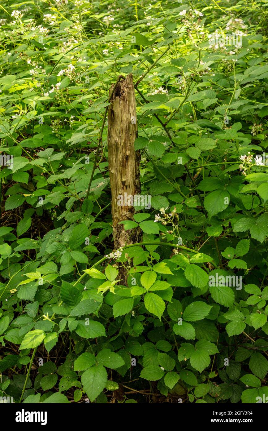 Macchia di mora selvaggia in fiore che brilla intorno ad un palo in bosco, naturale trovato fermo-vita ritratto pianta Foto Stock