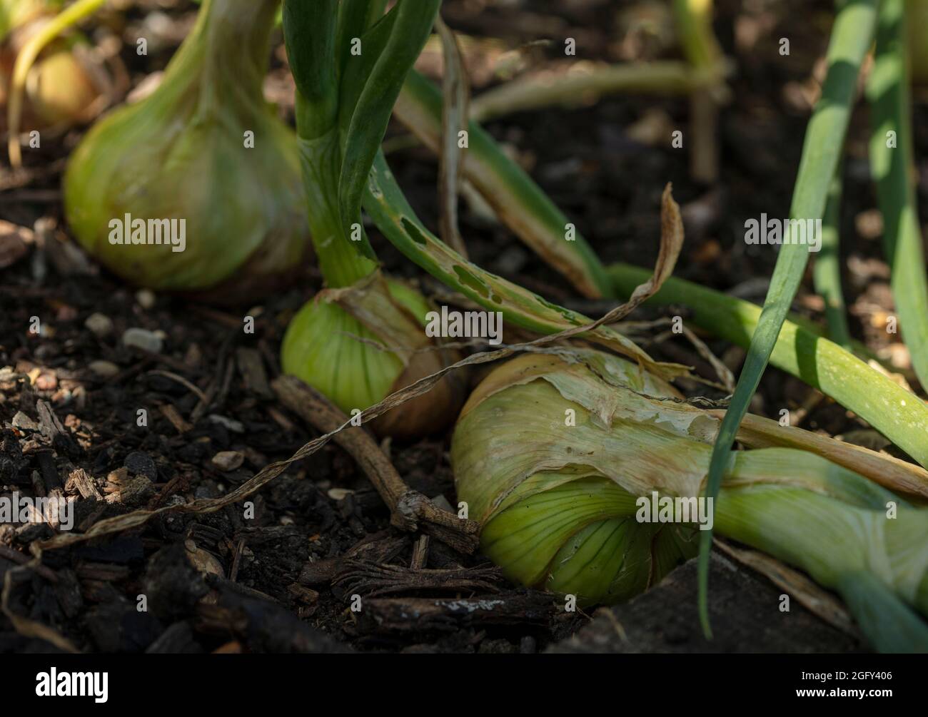 Sviluppo della cipolla - Stuttgarter (allium CEPA) in un giardino. Ritratto naturale primo piano degli ingredienti alimentari Foto Stock