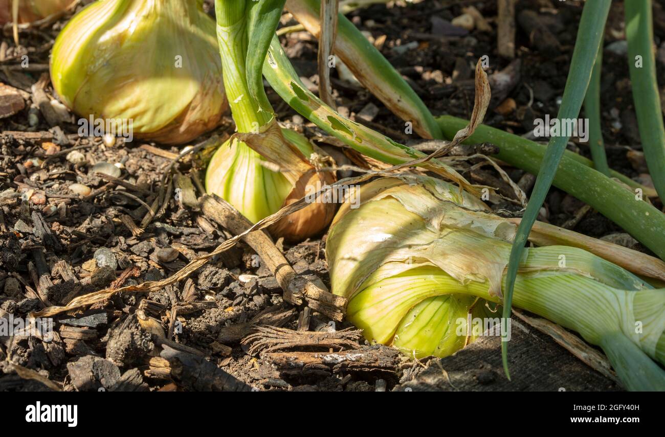 Sviluppo della cipolla - Stuttgarter (allium CEPA) in un giardino. Ritratto naturale primo piano degli ingredienti alimentari Foto Stock