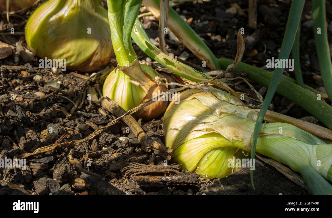 Sviluppo della cipolla - Stuttgarter (allium CEPA) in un giardino. Ritratto naturale primo piano degli ingredienti alimentari Foto Stock