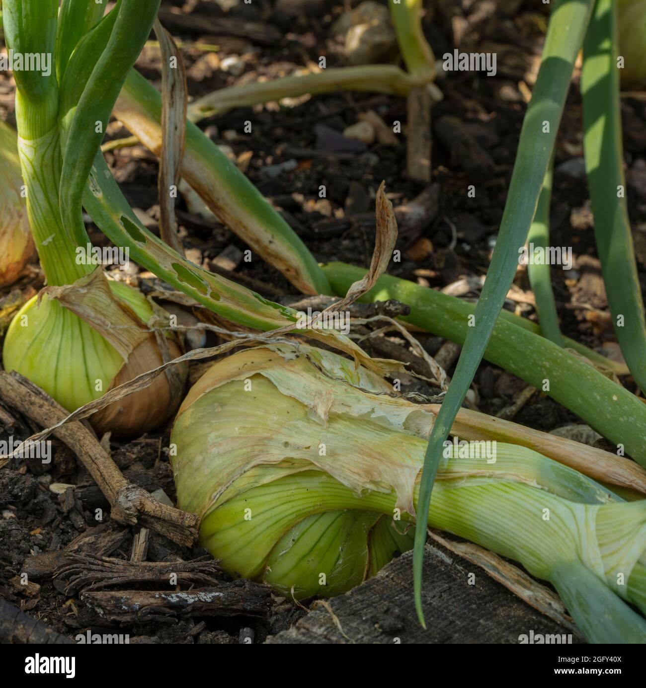 Sviluppo della cipolla - Stuttgarter (allium CEPA) in un giardino. Ritratto naturale primo piano degli ingredienti alimentari Foto Stock