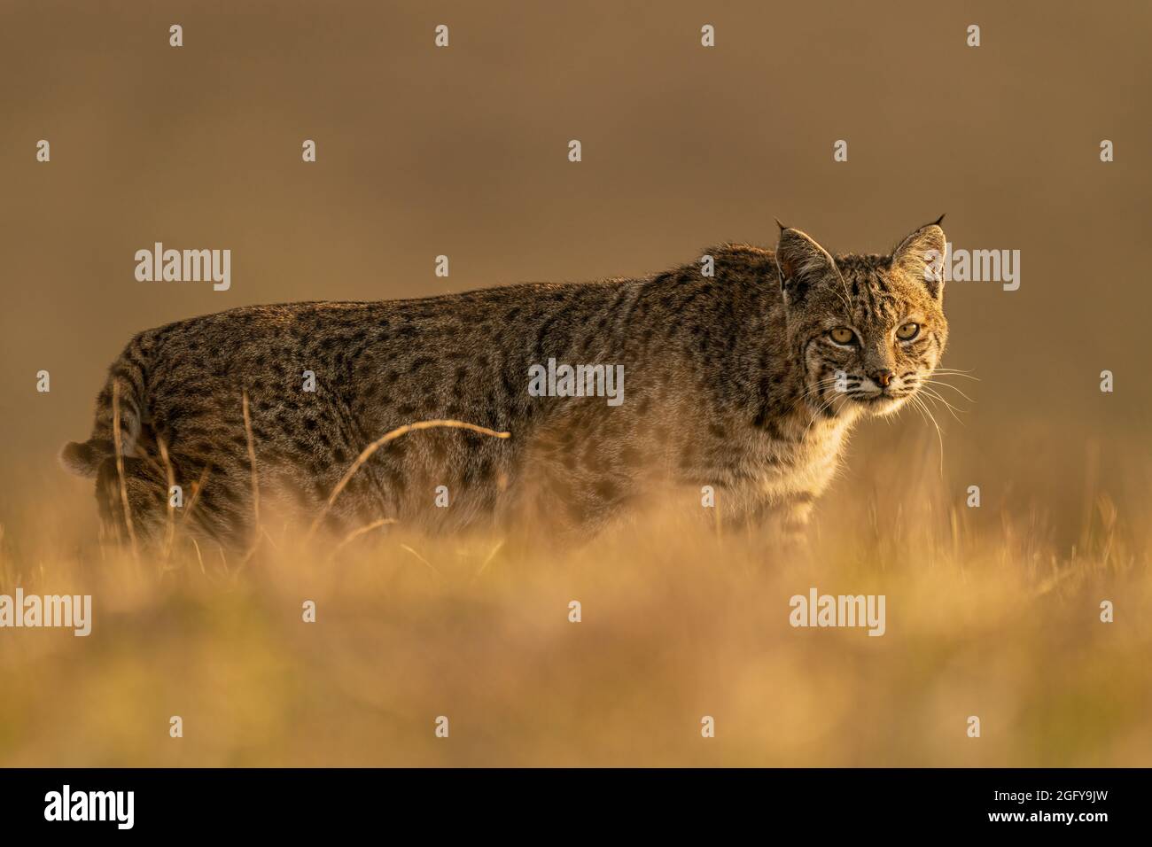 Bobcat Foto Stock