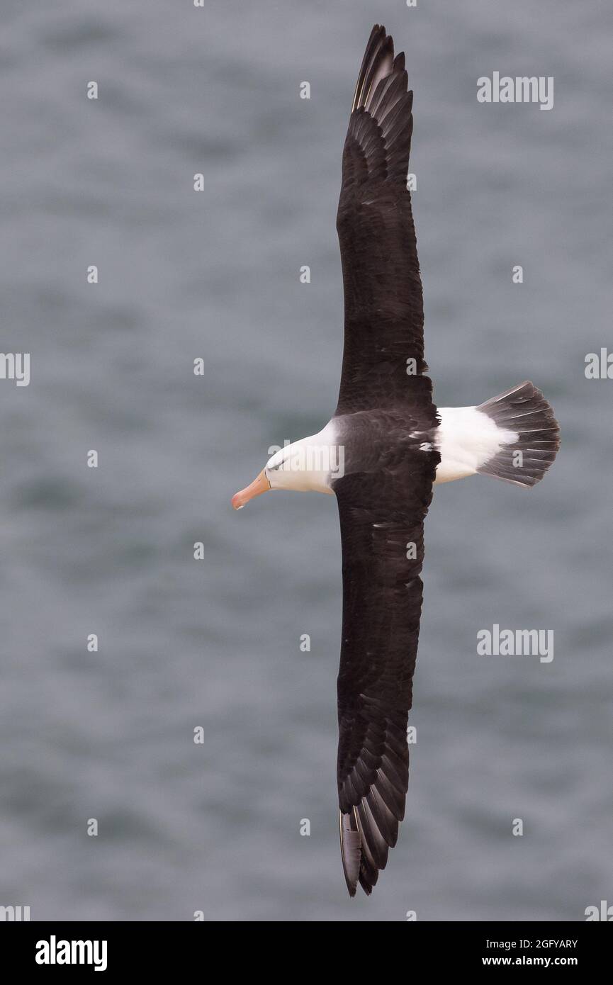 Albatross nero in volo, Bempton Cliffs, East Yorkshire, Regno Unito Foto Stock