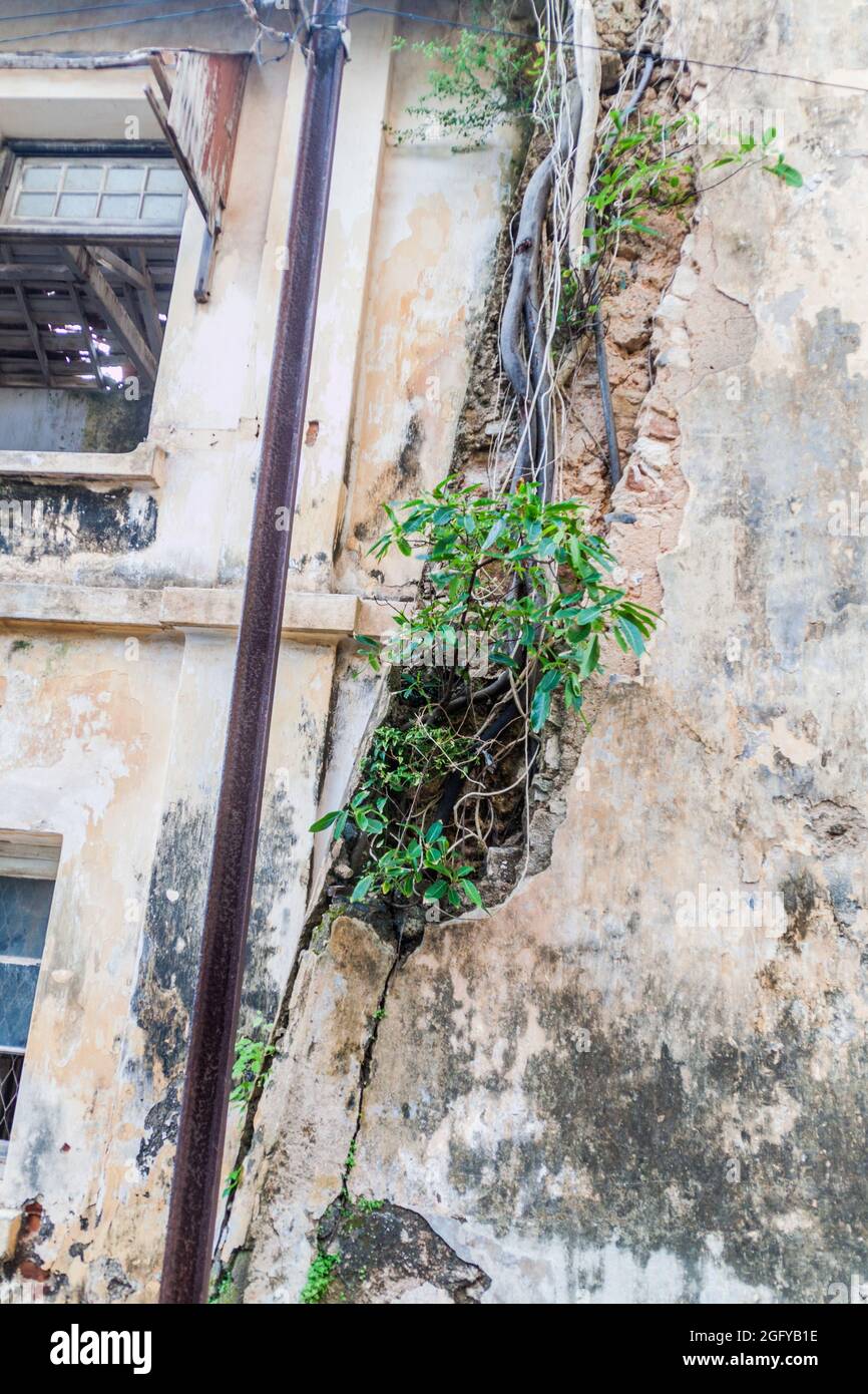 Crepa con una pianta in crescita in un vecchio edificio a Galle Fort, Sri Lanka Foto Stock