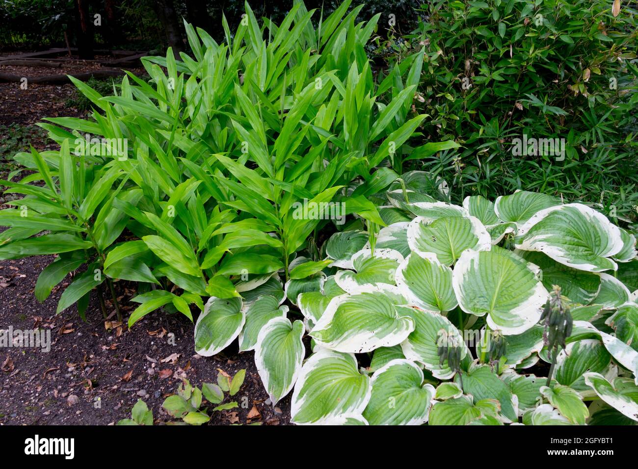 Myoga Shade Ginger Zingiber mioga, Hosta Hampshire County in giardino Foto Stock