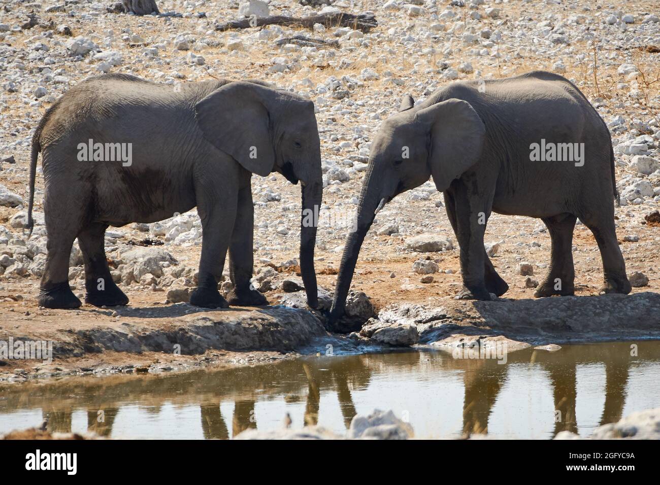 Due Elefanti africani (Loxodonta africana) bevono acqua al pozzo nel Parco Nazionale di Etosha, Namibia. Foto Stock