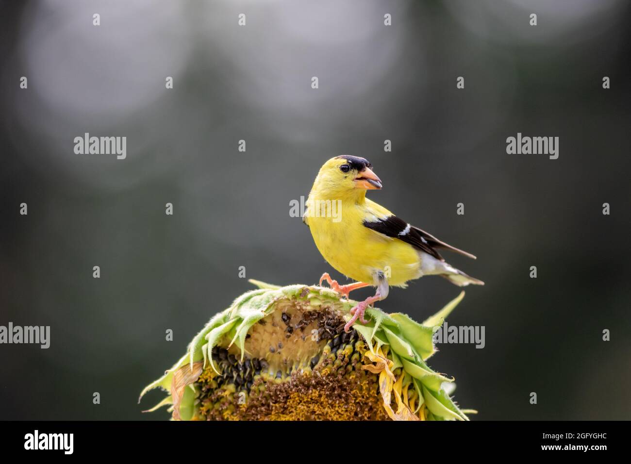 Maschio orientale Goldfinch (Carduelis tristis) su girasole con sfondo bokeh scuro e drammatico Foto Stock
