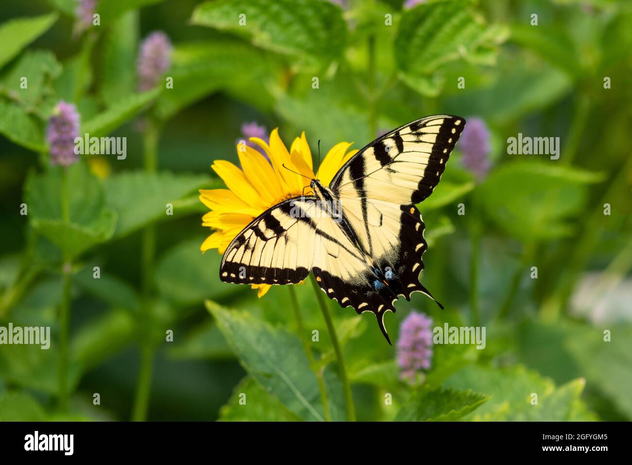 Farfalla di inghiottire della Tigre orientale (Papilio glaucus) sull'issopo Foto Stock