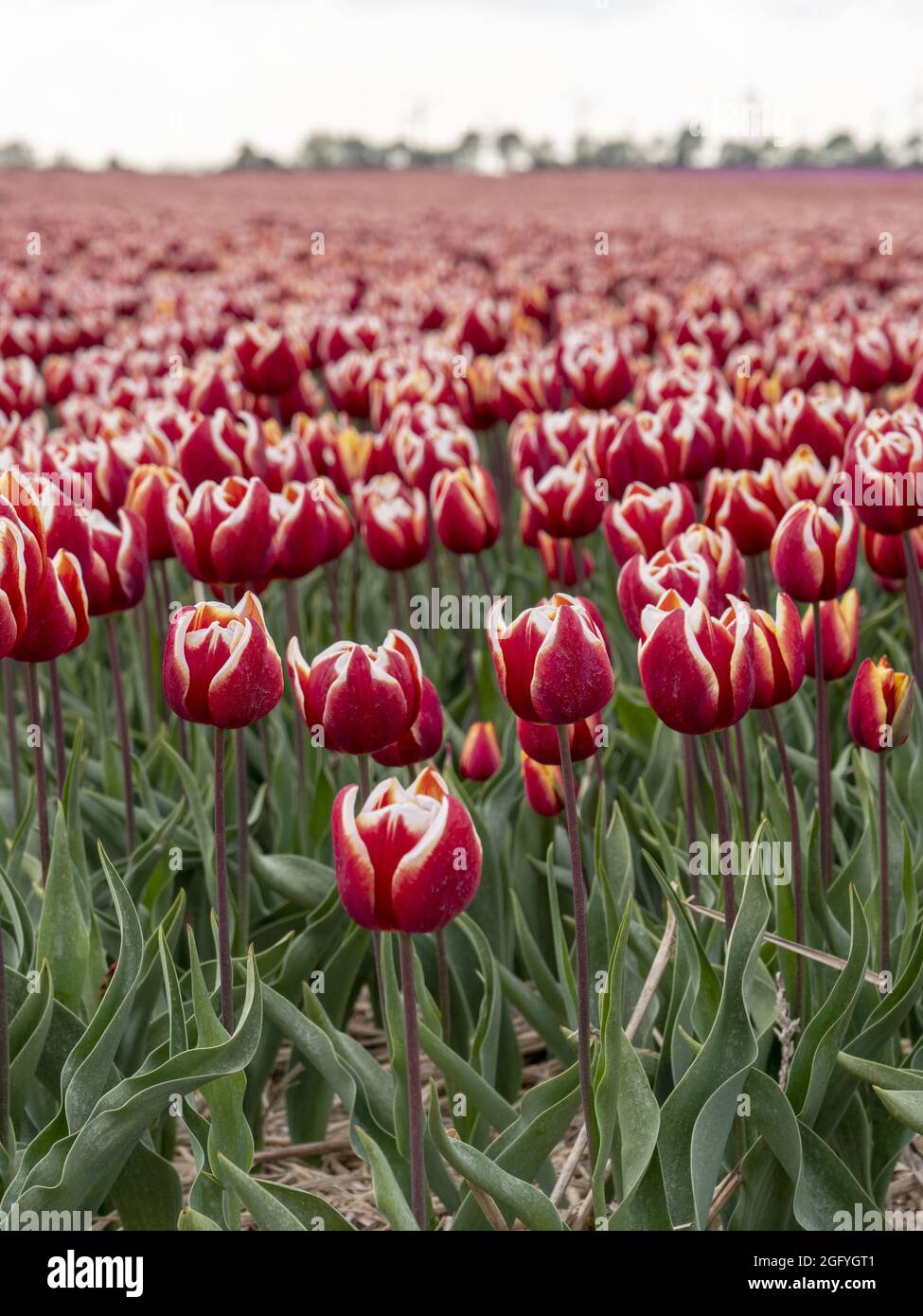 Scatto verticale di belle tulipani rossi in un campo Foto Stock